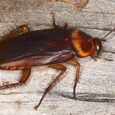 Cockroach in Tagalog .